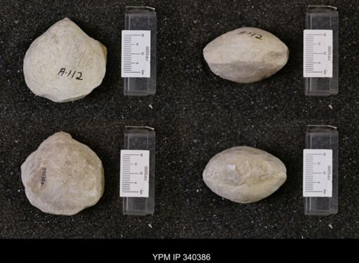 Protocardia texana