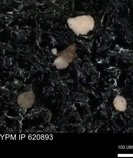 undet. Foraminiferida