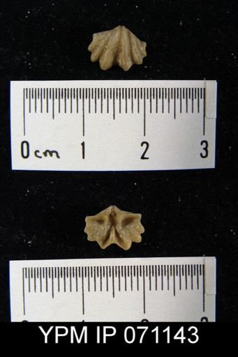 Delthyris saffordi