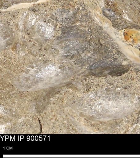 Anomia gryphorhyncha