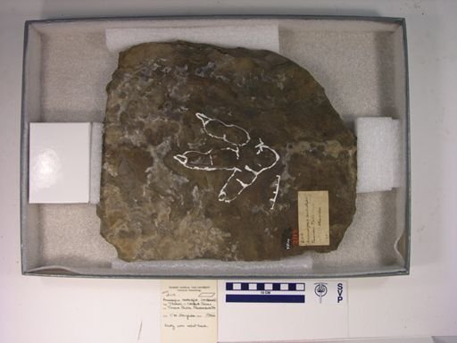 Anomoepus isodactylus