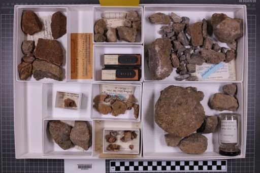 mixed taxa, stratigraphic collection