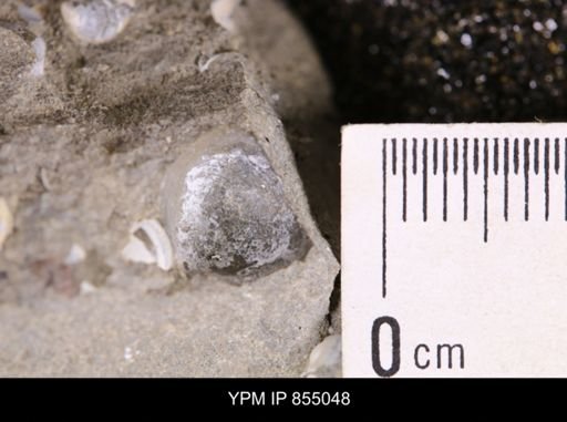 Protocardia subquadrata