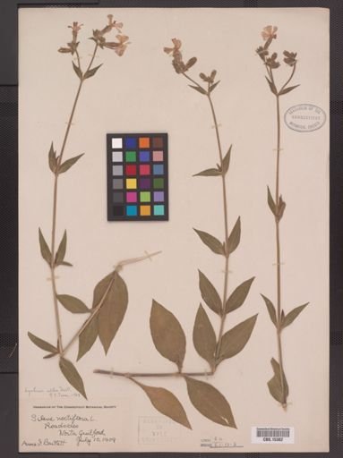 Lychnis alba