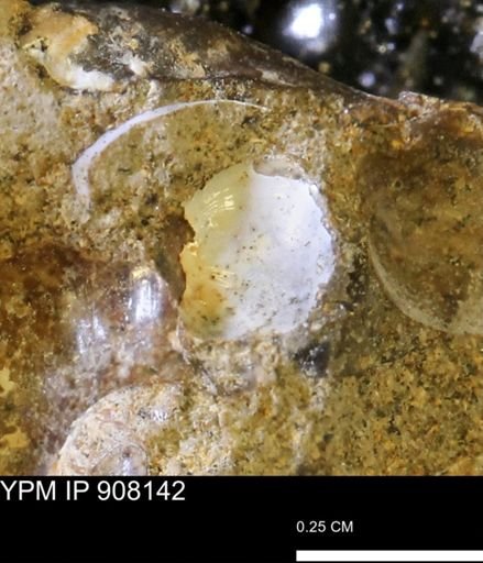 undet. Gastropoda