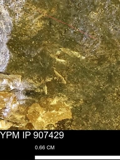 undet. Mollusca