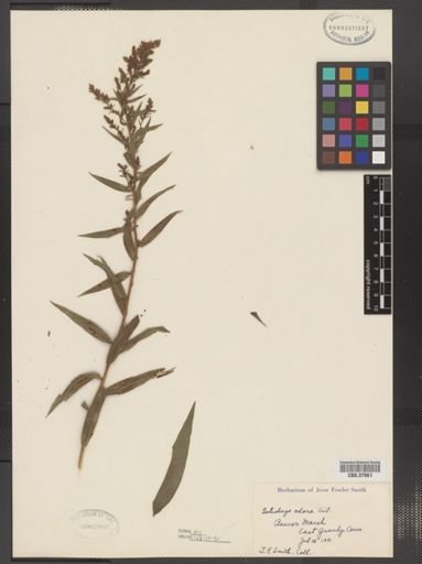 Solidago odora