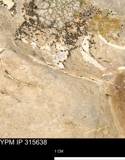 Bivalvia