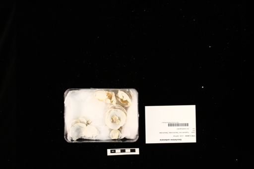Geochelone carbonaria
