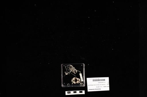 Geoclemys hamiltonii