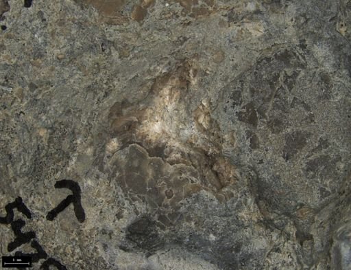Aplocoma damesii