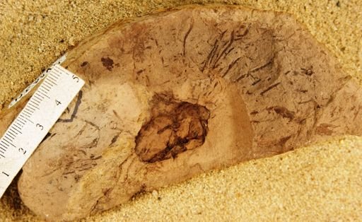 Nymphaeites nevadensis