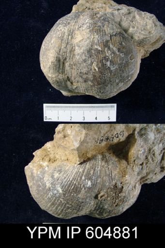 Spirifer (Mesochorispira) sp.