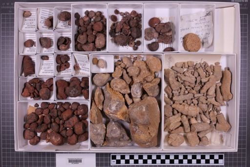 mixed taxa, stratigraphic collection