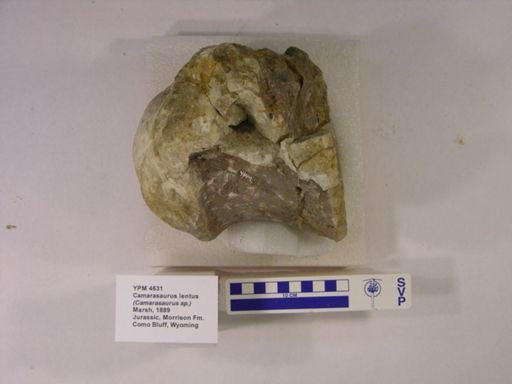 Camarasaurus lentus