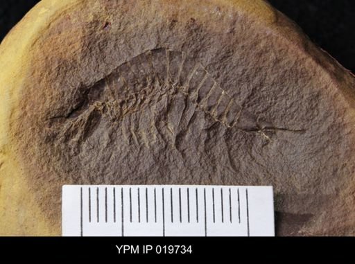 Palaeocaris typus