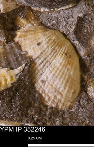 Parallelodon (Cosmetodon) sp.