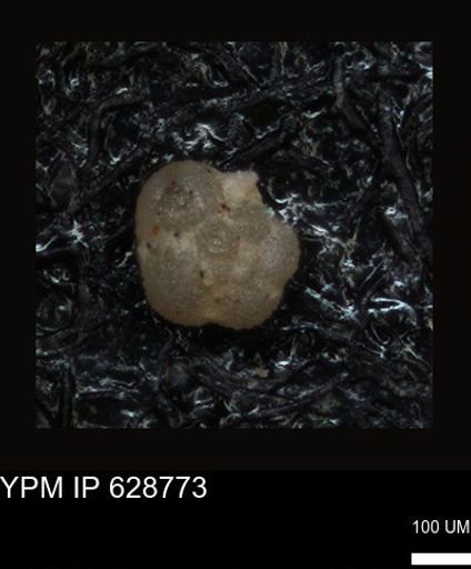 undet. Foraminiferida