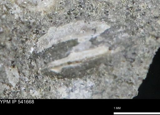 Protocardia subquadrata