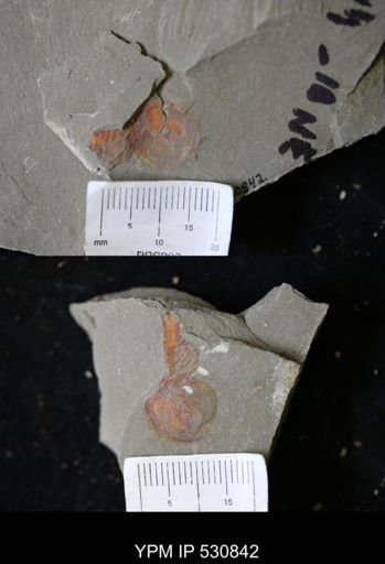 undet. Xiphosurida