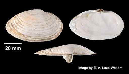 Mya arenaria