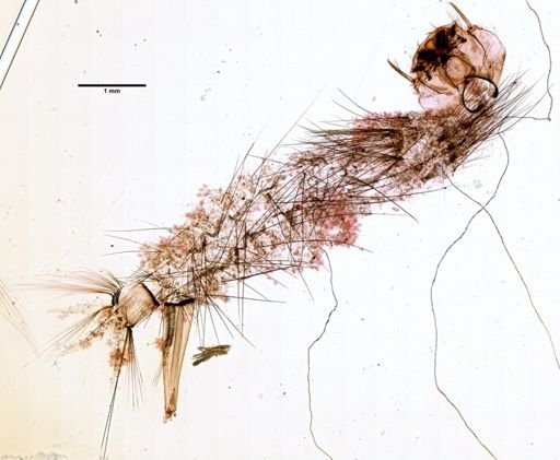 Aedes fitchii