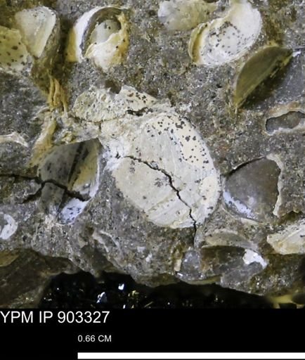 undet. Bivalvia