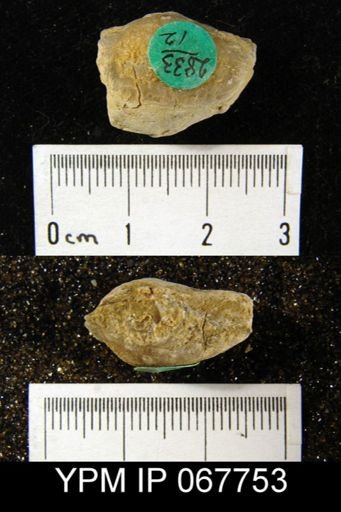 Leptaenisca concava