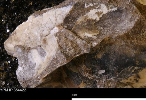 undet. Mollusca