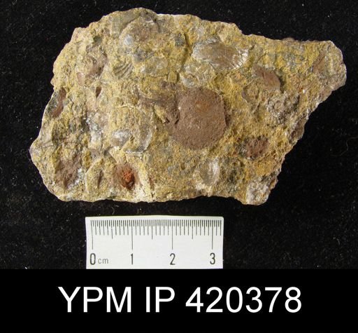 undet. Brachiopoda