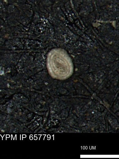 Spirolocammina subcircularis
