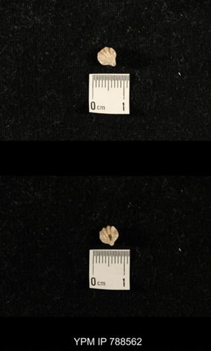 undet. Brachiopoda