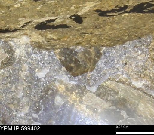 Protocardia subquadrata