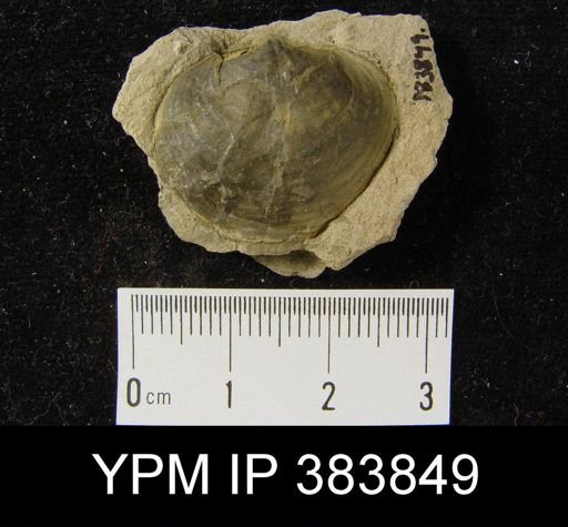 Reticularia sp.