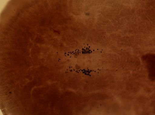 Armatoplana lactoalba