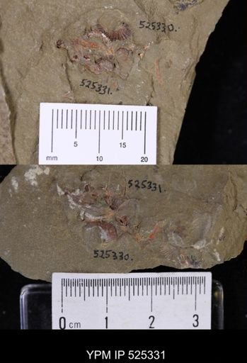 undet. Cheiruridae