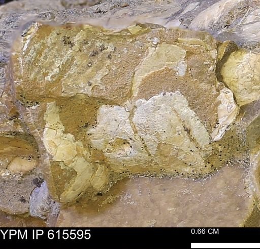 undet. Bivalvia