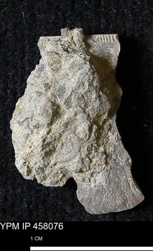 Strophodonta sp.