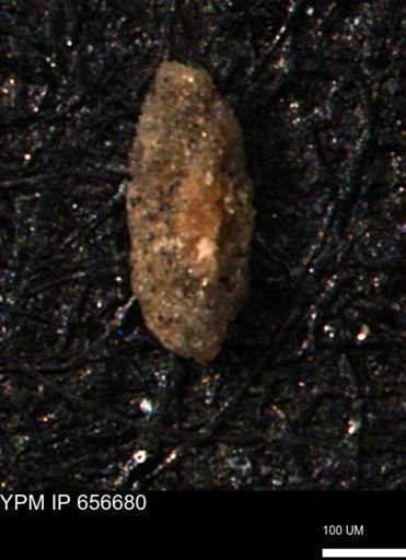 Miliammina manitobensis