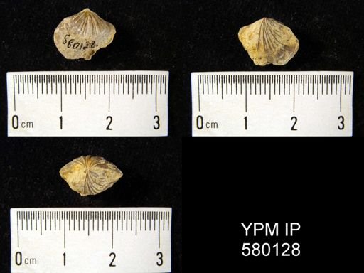 undet. Brachiopoda