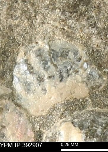 Scaphites sp.