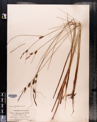 Carex lasiocarpa