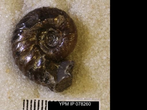 Hoploscaphites comprimus