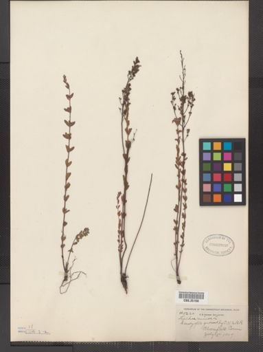 Lechea minor