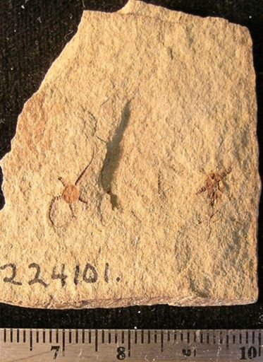 Stephanoura belgica