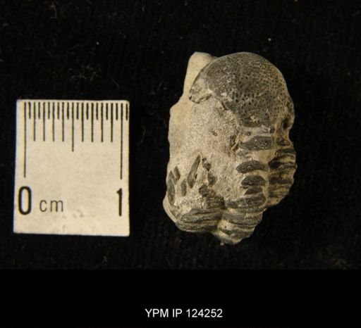 Phacops rana