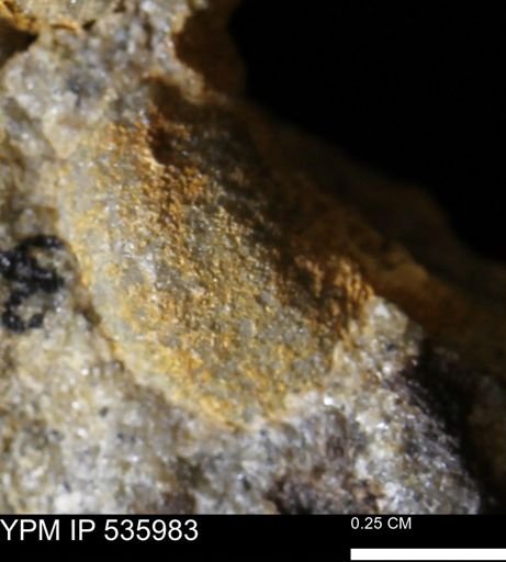 Goniobasis tenuicarinata