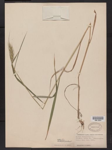 Elymus virginicus