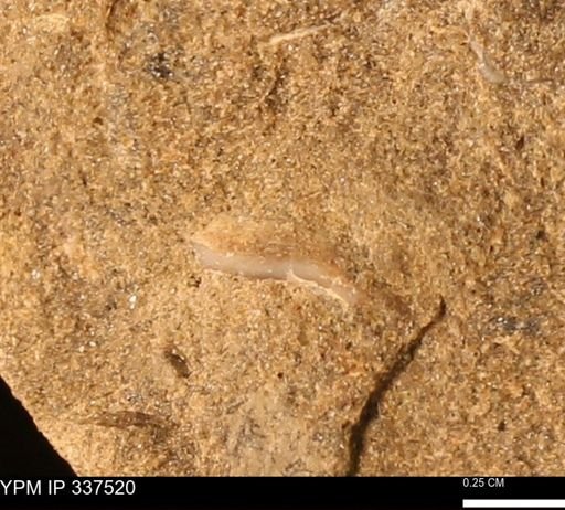 Mollusca
