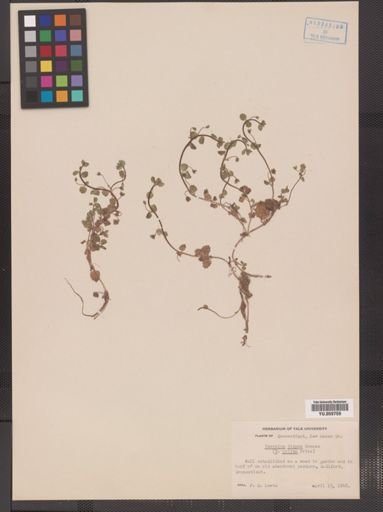 Veronica didyma